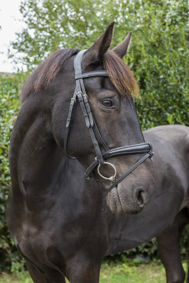 EcoRider Black Ecosoft Luxe Headpiece| Online For Equine