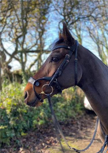 Buy EcoRider Freedom Jump Bridle| Online for Equine