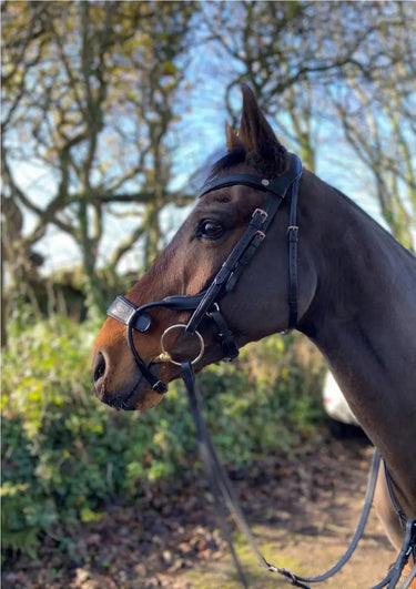 Buy EcoRider Freedom Jump Bridle| Online for Equine