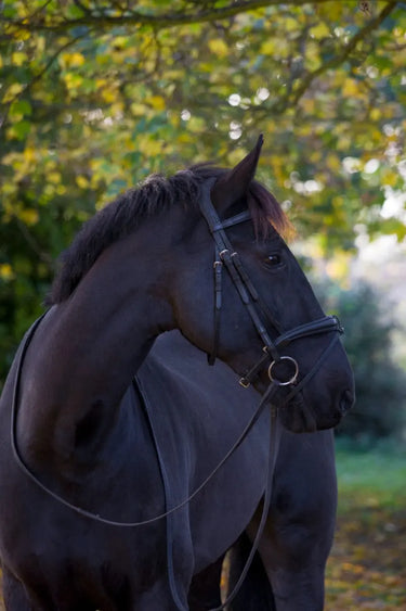 Buy EcoRider Classic Comfort Bridle| Online for Equine