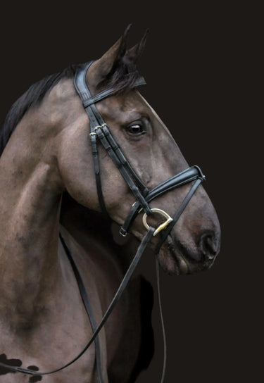 Buy EcoRider Ecolux Anatomical Bridle| Online for Equine