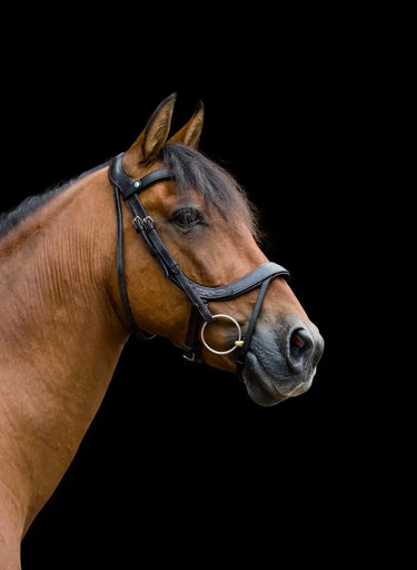 Buy EcoRider Freedom Comfort Bridle| Online for Equine