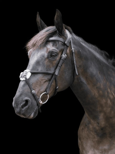 Buy EcoRider Freedom Grackle Bridle| Online for Equine