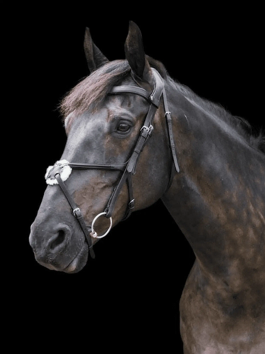 Buy EcoRider Freedom Grackle Bridle| Online for Equine