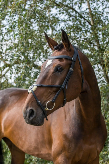 Buy EcoRider Freedom Grackle Bridle| Online for Equine