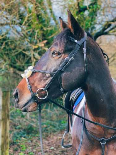 Buy EcoRider Freedom Grackle Bridle| Online for Equine