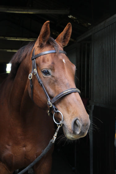 Buy Ecorider Classic Inhand Bridle| Online for Equine