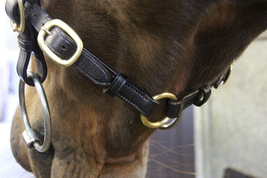 Buy Ecorider Classic Inhand Bridle| Online for Equine