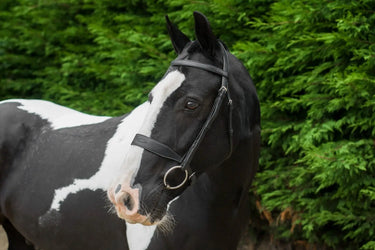 Buy Ecorider Classic Show Bridle| Online for Equine