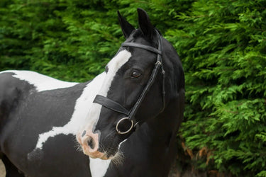 Buy Ecorider Classic Show Bridle| Online for Equine
