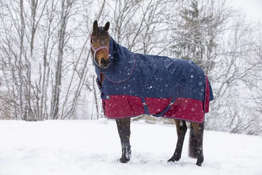 Buy Equi-Thème Tyrex 1200D No Fill Neck Cover - Navy/Burgundy| Online for Equine