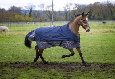 Buy Equi-Thème Tyrex 600D Standard Neck 300g Turnout Rug - Navy/Grey| Online for Equine