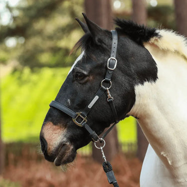 Buy the Equilibrium Black New Stellar Safety Headcollar | Online for Equine