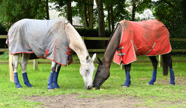 Buy Equilibrium Equi-Chaps Hardy Chaps| Online for Equine