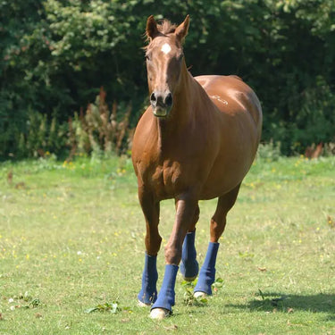 Buy Equilibrium Equi-Chaps Hardy Chaps| Online for Equine