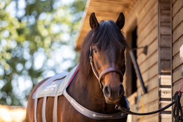 Buy Equilibrium Small Massage Pad Heatsense| Online for Equine