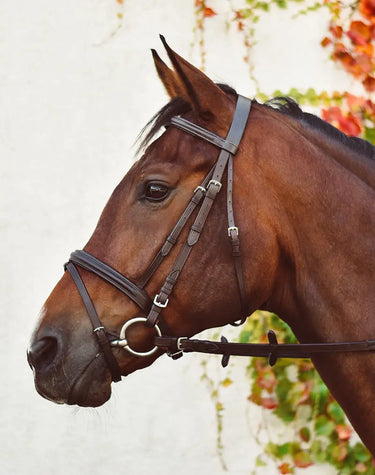 Buy Equisential Bridle | Online for Equine