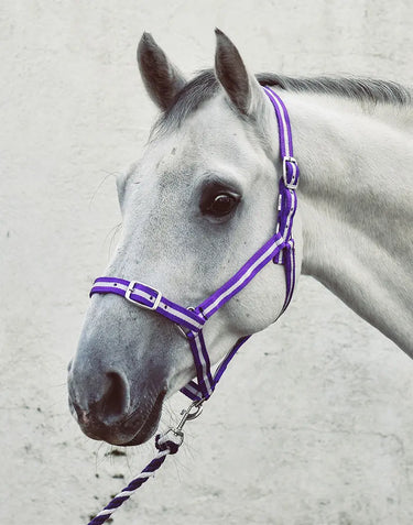 Buy Equisential Economy Headcollar & Leadrope Set | Online for Equine