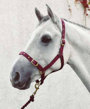 Buy Equisential Economy Web Headcollar | Online for Equine