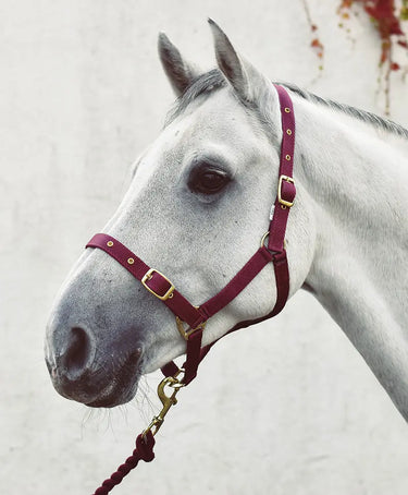Buy Equisential Economy Web Headcollar | Online for Equine