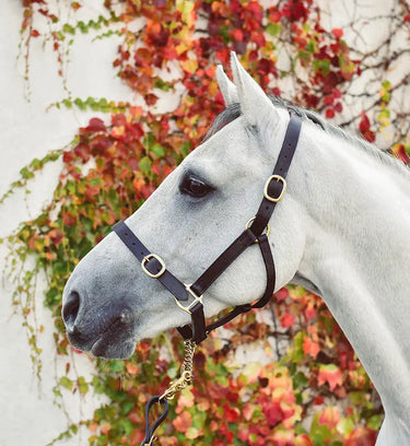 Buy Equisential Leather Headcollar | Online for Equine