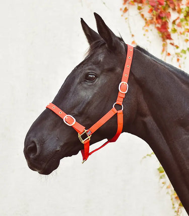 Buy Equisential Nylon Headcollar | Online for Equine