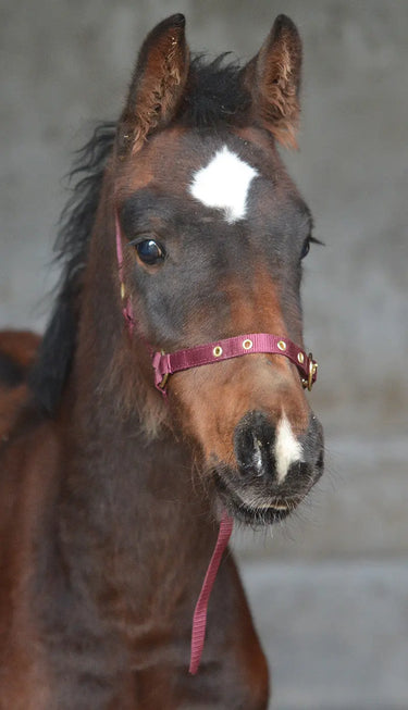 Buy Equisential Nylon Headcollar | Online for Equine