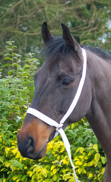 Buy Equisential Show Halter | Online for Equine