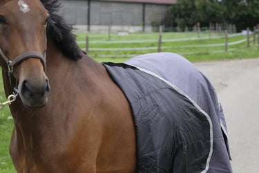 Buy Equitheme Tyrex Recycled 0G Standard Neck Turnout Rug| Online for Equine