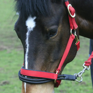 Ezyloader| Online For Equine