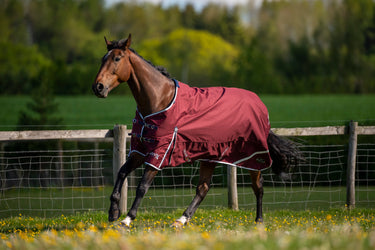 Buy Gallop Trojan Xtra 50g Standard Neck Turnout Rug| Online for Equine