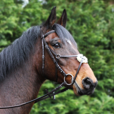 Gallop Grackle Bridle| Online For Equine
