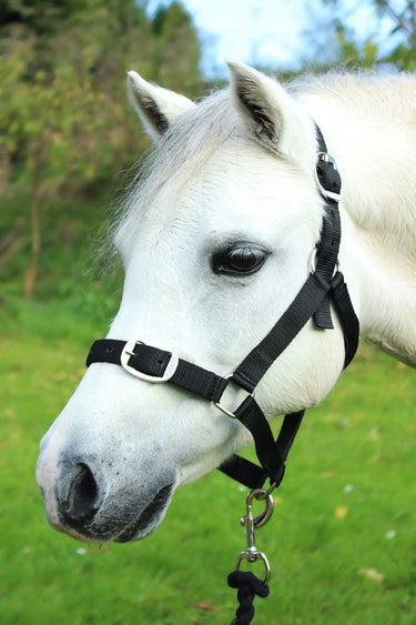 Gallop Headcollar & Leadrope Set| Online For Equine