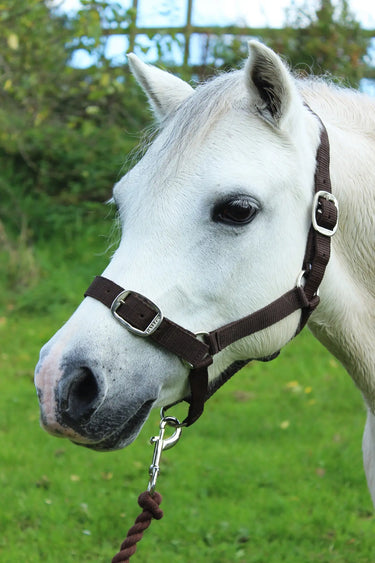 Gallop Headcollar & Leadrope Set| Online For Equine