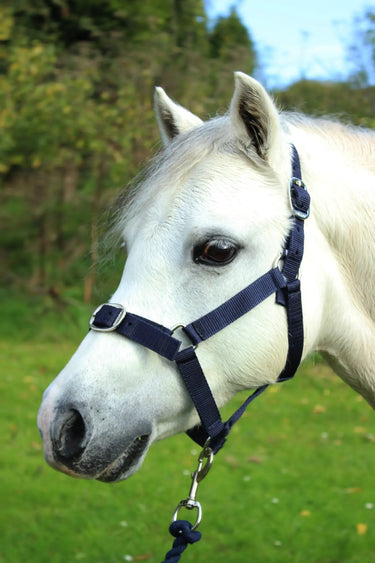 Gallop Headcollar & Leadrope Set| Online For Equine