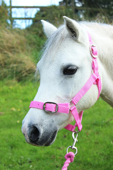 Gallop Headcollar & Leadrope Set| Online For Equine
