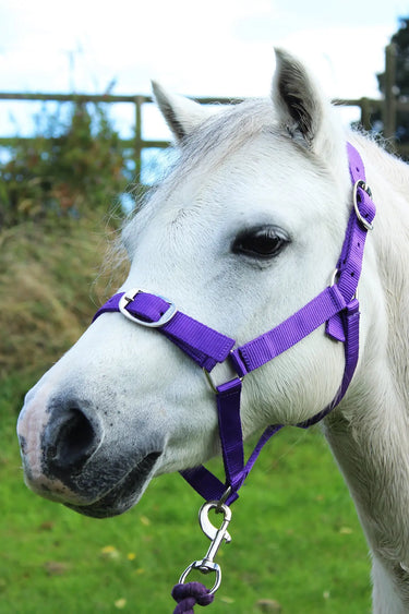 Gallop Headcollar & Leadrope Set| Online For Equine
