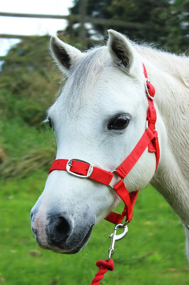 Gallop Headcollar & Leadrope Set| Online For Equine