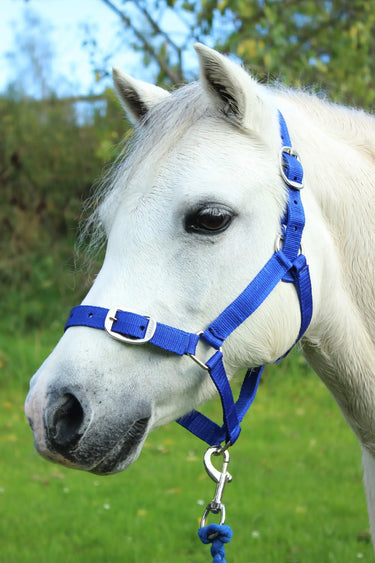 Gallop Headcollar & Leadrope Set| Online For Equine