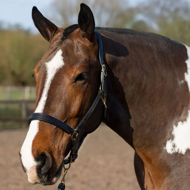 Gallop Padded Premium Padded Leather Headcollar| Online For Equine