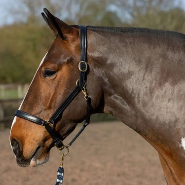 Gallop Padded Premium Padded Leather Headcollar| Online For Equine
