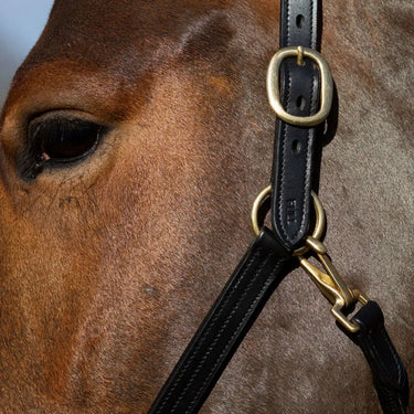Gallop Padded Premium Padded Leather Headcollar| Online For Equine