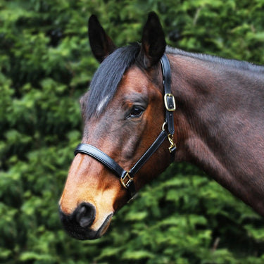 Gallop Premium Leather Padded Headcollar| Online For Equine