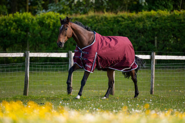Buy Gallop Trojan Xtra 50g Standard Neck Turnout Rug| Online for Equine