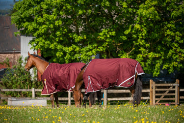 Buy Gallop Trojan Xtra 50g Standard Neck Turnout Rug| Online for Equine