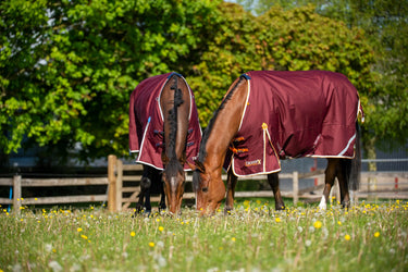 Buy Gallop Trojan Xtra 50g Standard Neck Turnout Rug| Online for Equine