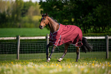 Buy Gallop Trojan Xtra 50g Standard Neck Turnout Rug| Online for Equine