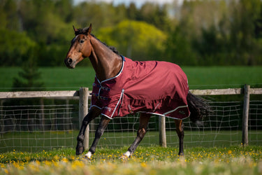 Buy Gallop Trojan Xtra 50g Standard Neck Turnout Rug| Online for Equine