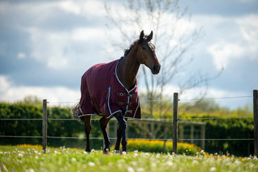 Buy Gallop Trojan Xtra 50g Standard Neck Turnout Rug| Online for Equine