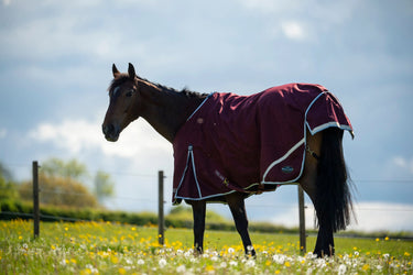 Buy Gallop Trojan Xtra 50g Standard Neck Turnout Rug| Online for Equine
